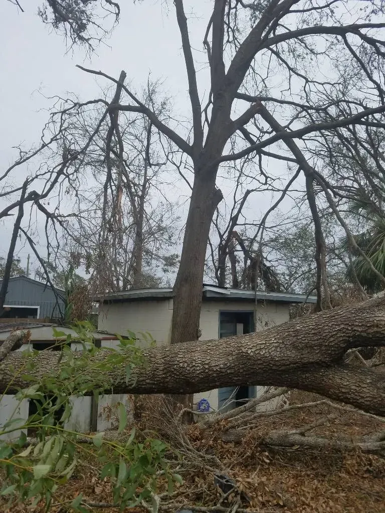 Tree fallen on a building with broken windows. Overcast sky.