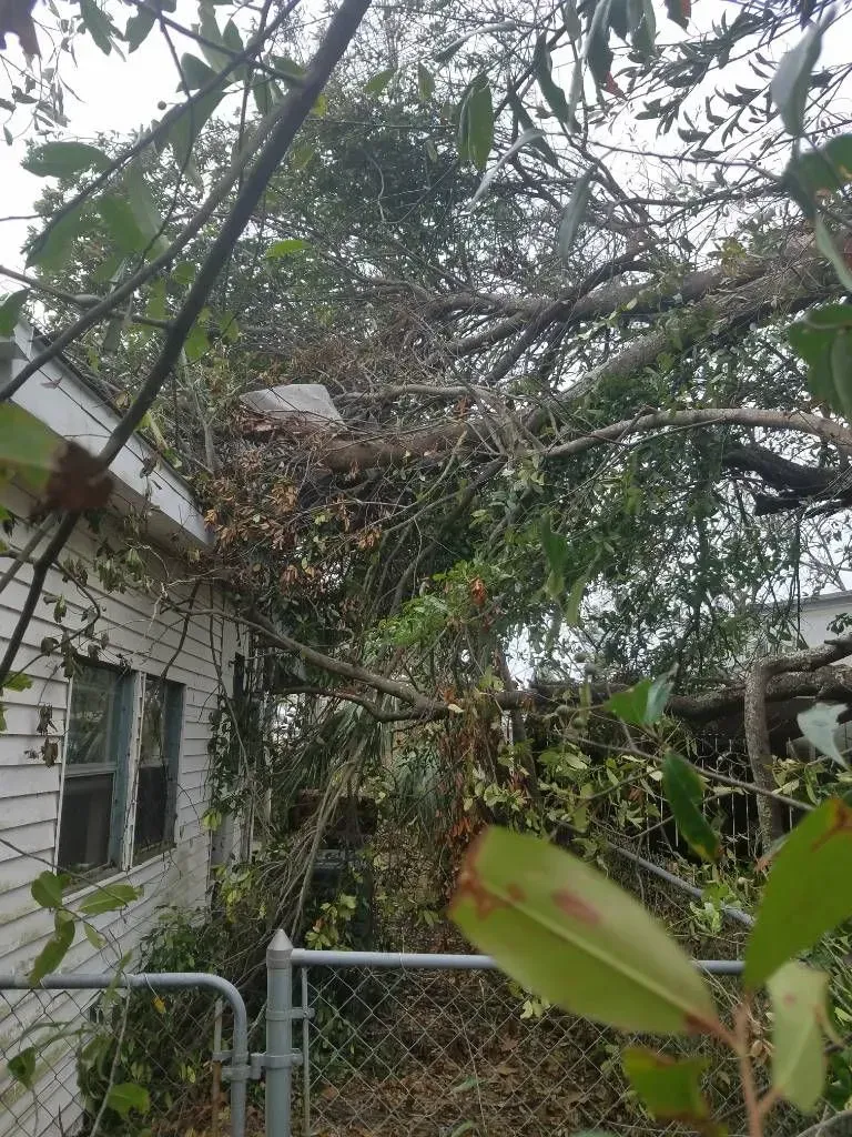 Tree branch fallen onto a white house roof, covering part of the structure with green leaves and broken branches.