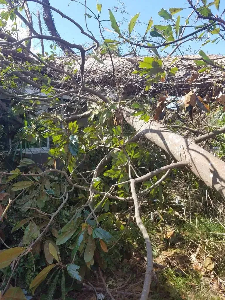 Fallen tree branches and foliage on a roof, blue sky visible.