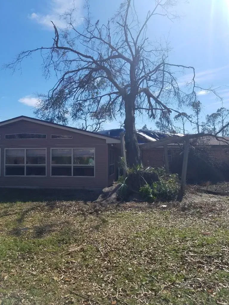 A house with a large bare tree in front of it, on a sunny day.