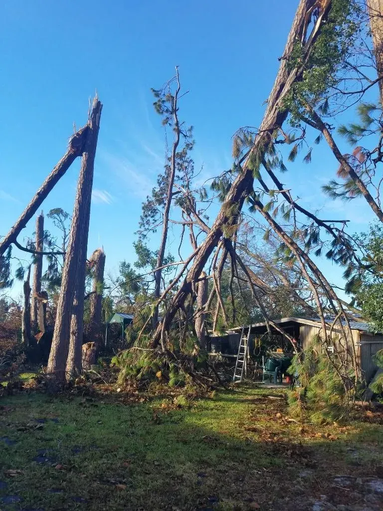 Trees damaged and fallen near a small building, likely caused by severe weather; blue sky above.