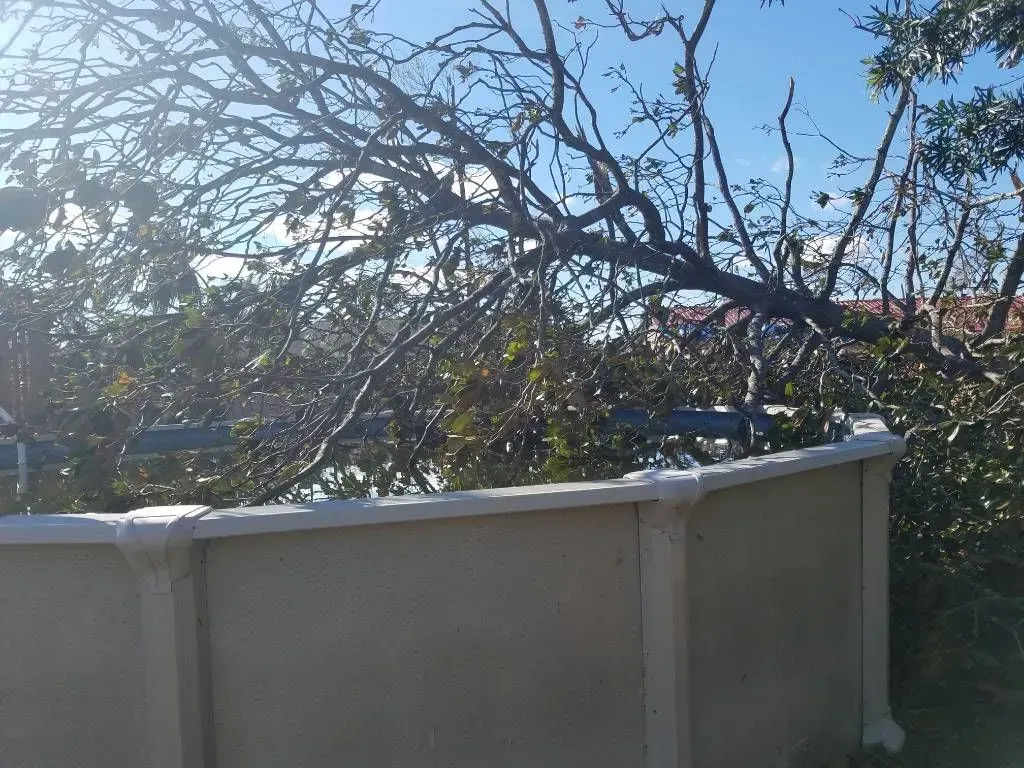 Concrete wall with overhanging tree branches under a blue sky.