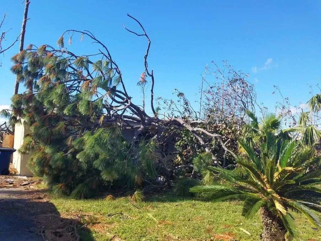 Fallen tree rests on a building with green grass, palm tree, and clear blue sky.