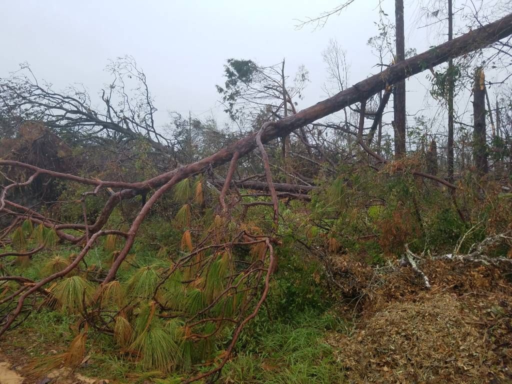 Fallen tree blocking a path in a forest, amid storm damage. Overcast sky.