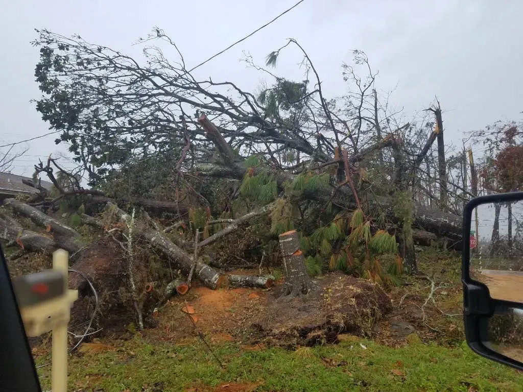 Fallen tree blocking a road after a storm, with debris and utility lines visible.