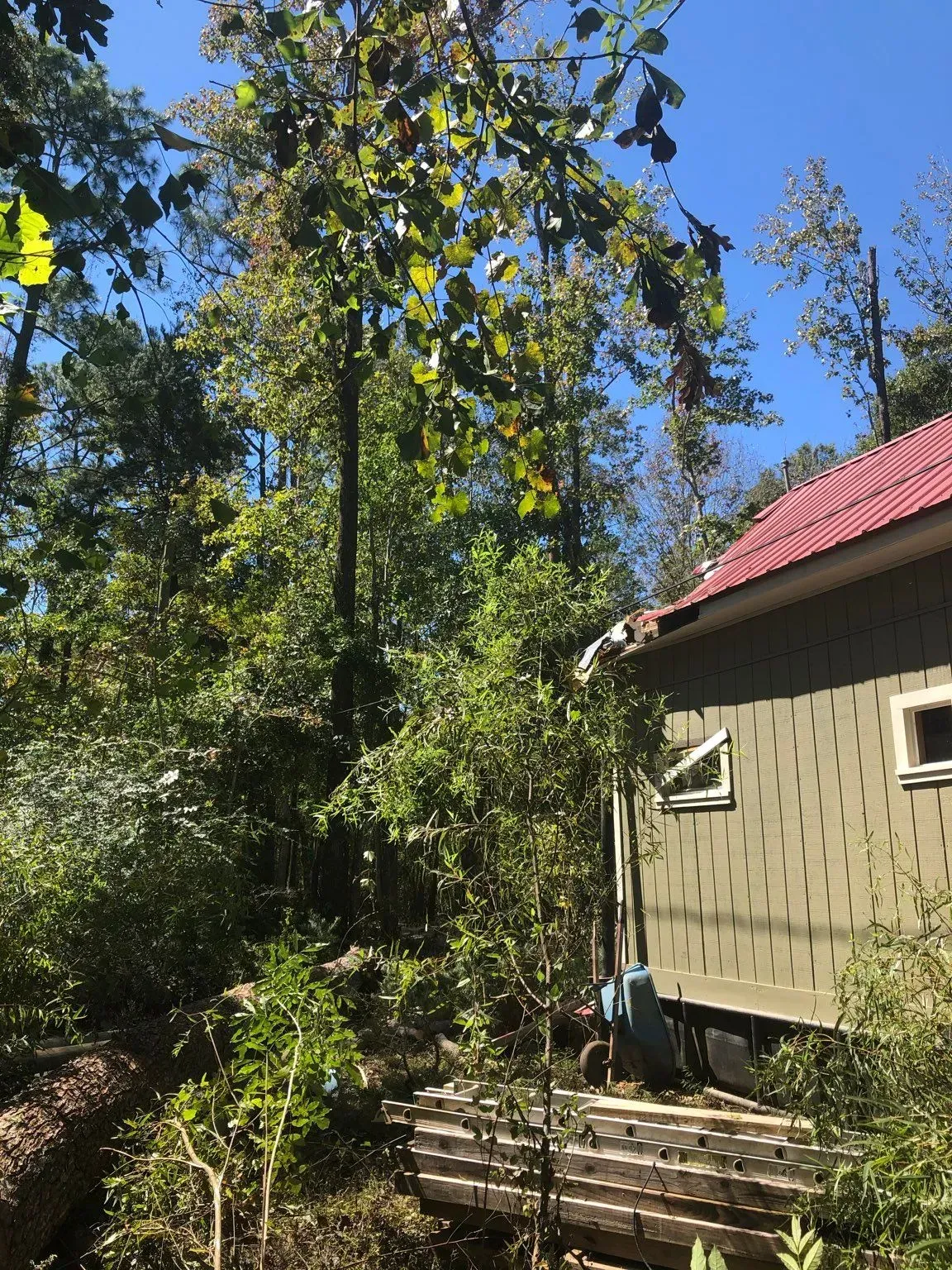 Green cabin with red roof surrounded by lush green trees under a blue sky.