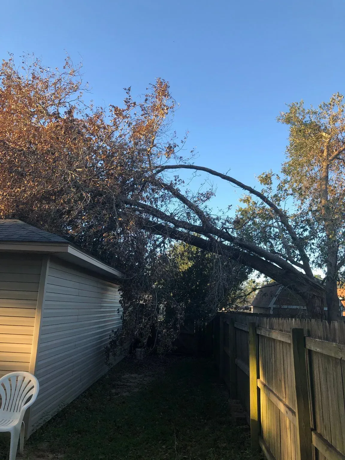 Tree branch leaning over house and fence against a blue sky.