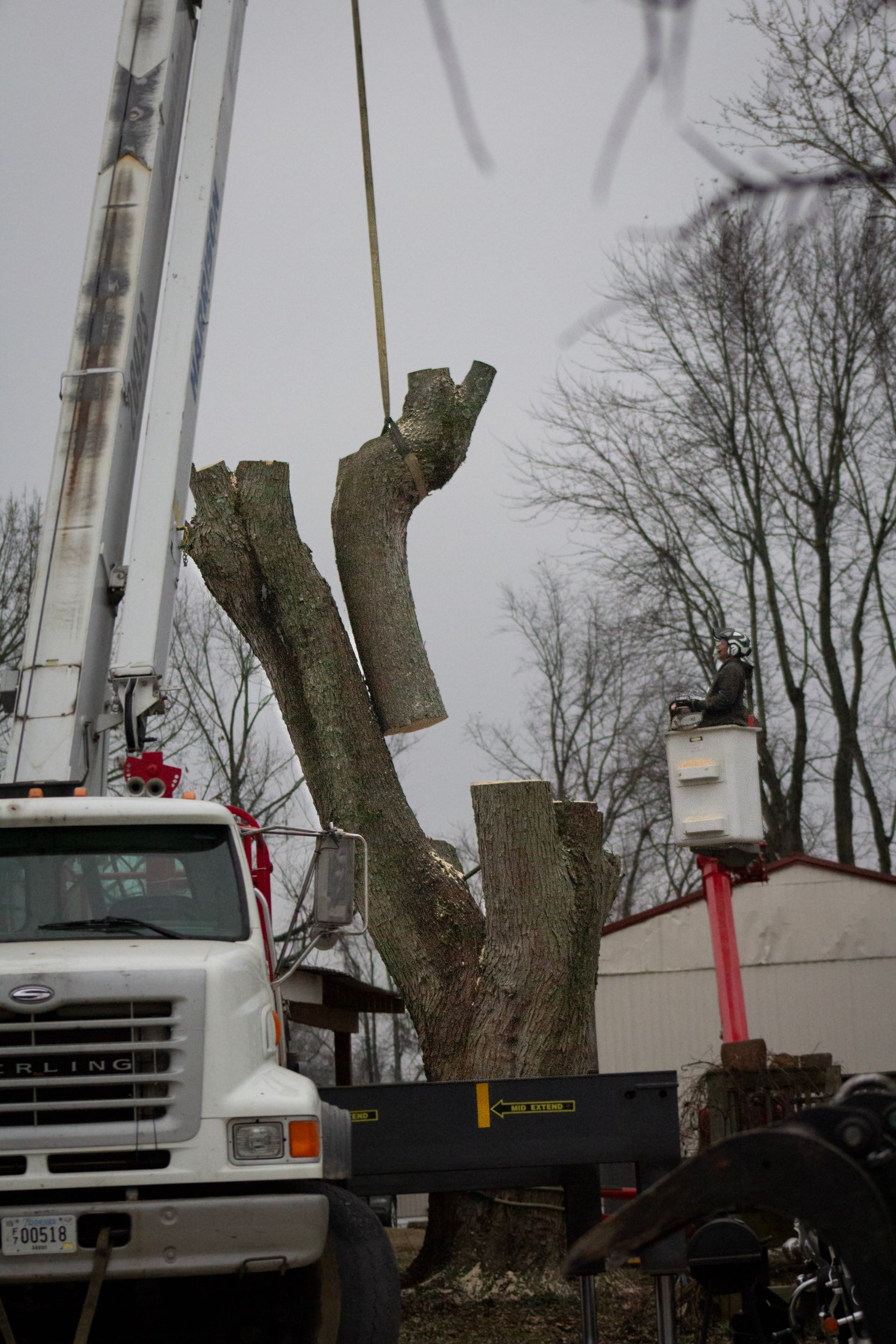 A tree being trimmed by a truck with a lift on an overcast day.