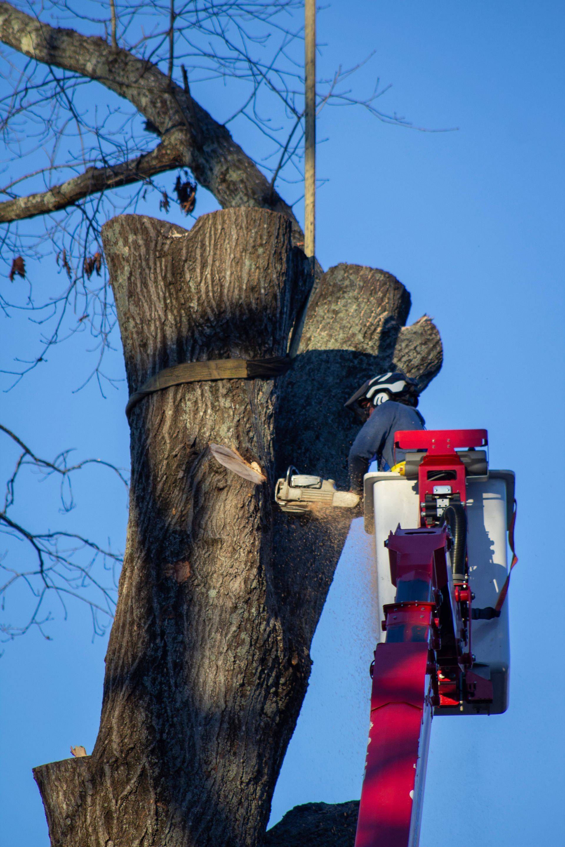 A tree service worker in a lift uses a chainsaw to cut a tree trunk against a blue sky.