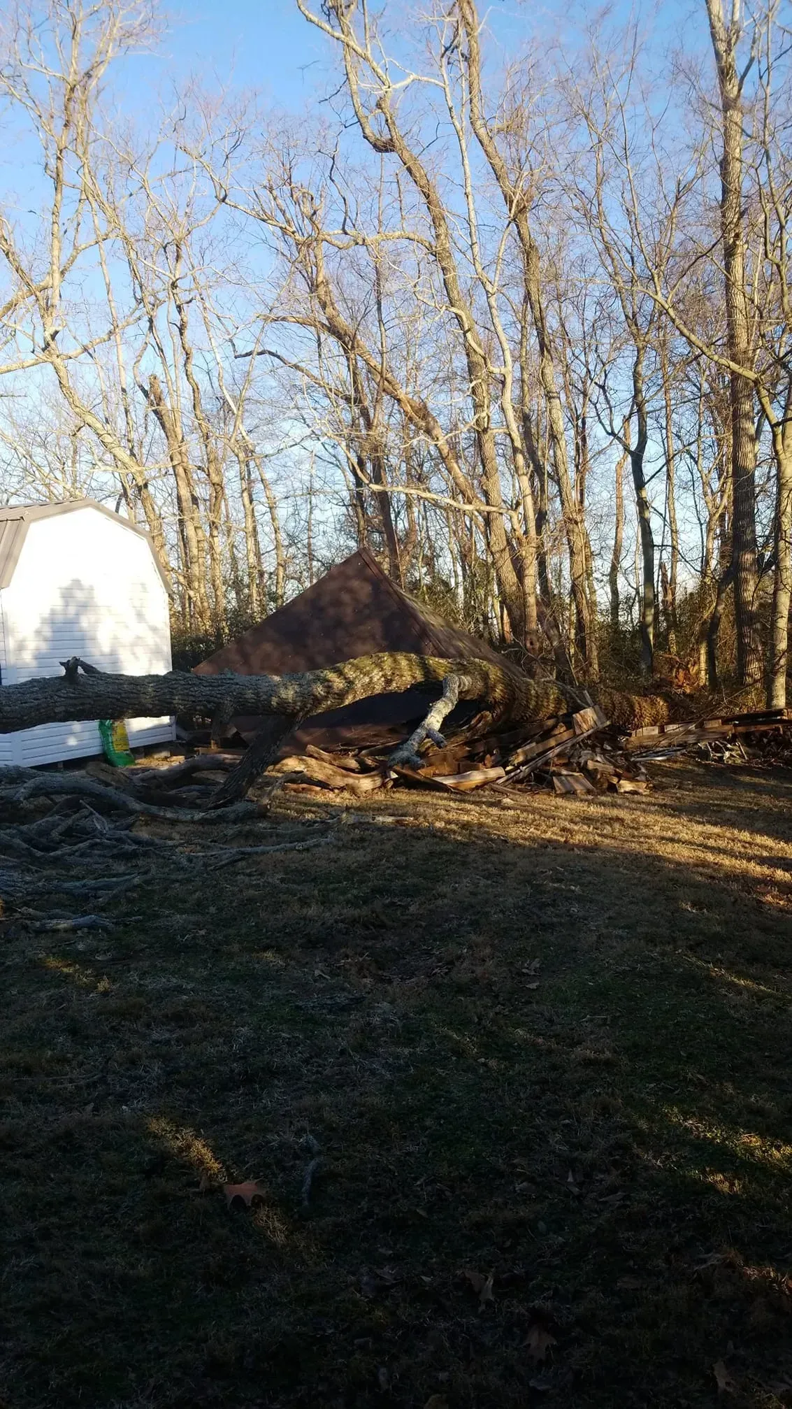 Fallen tree on ground near a white shed and bare trees in a sunny outdoor setting.