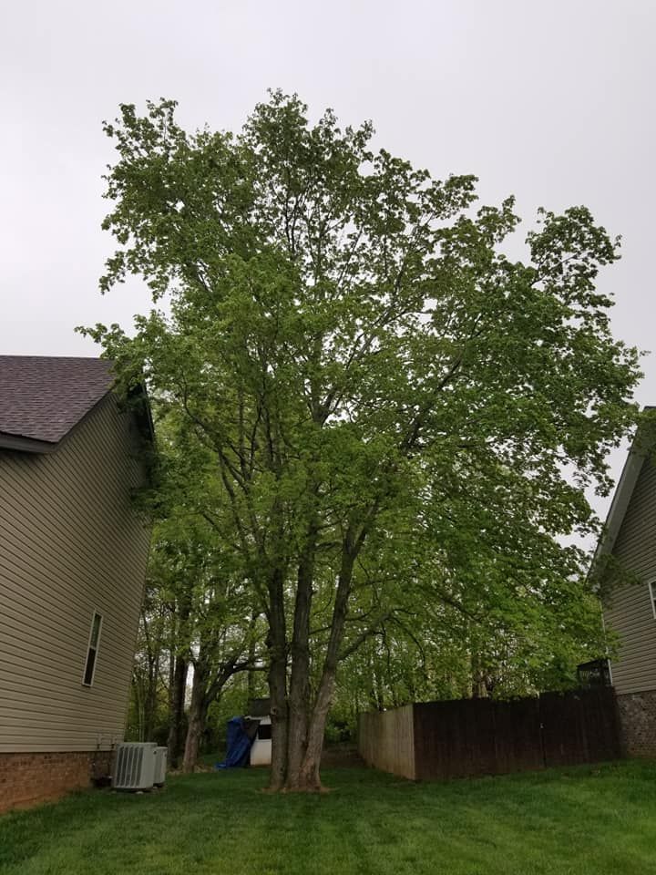 A large tree stands between two houses. Green leaves fill its crown. Gray sky overhead.