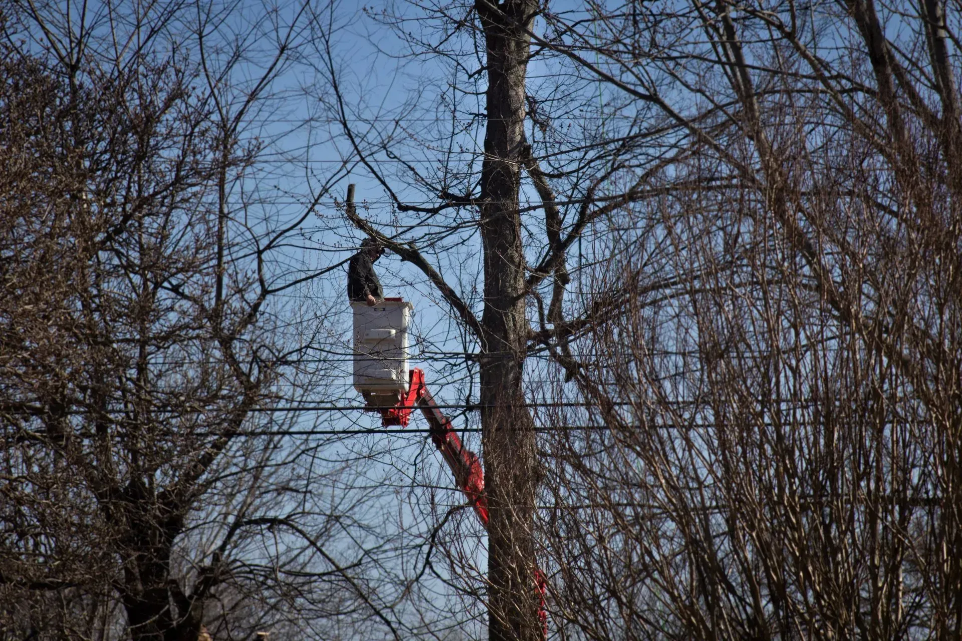A worker in a bucket truck trims a tree near power lines; blue sky background.