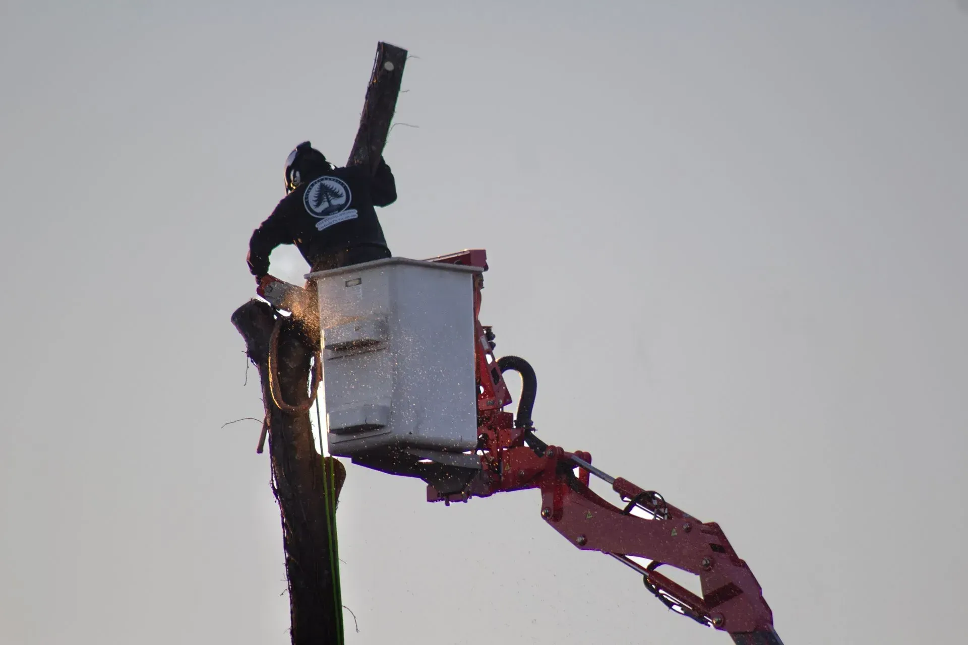Man in bucket lift, using saw to cut tree branch. Sparks fly.