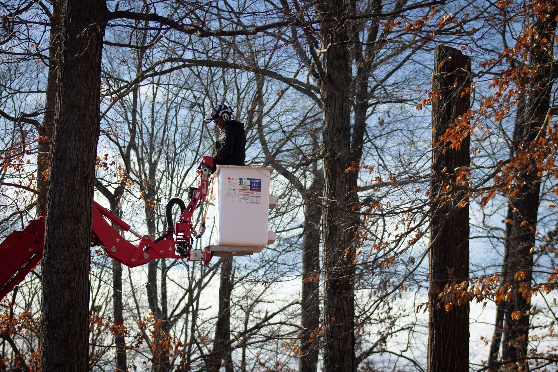 Person in bucket of a lift trimming branches from trees on a sunny day.