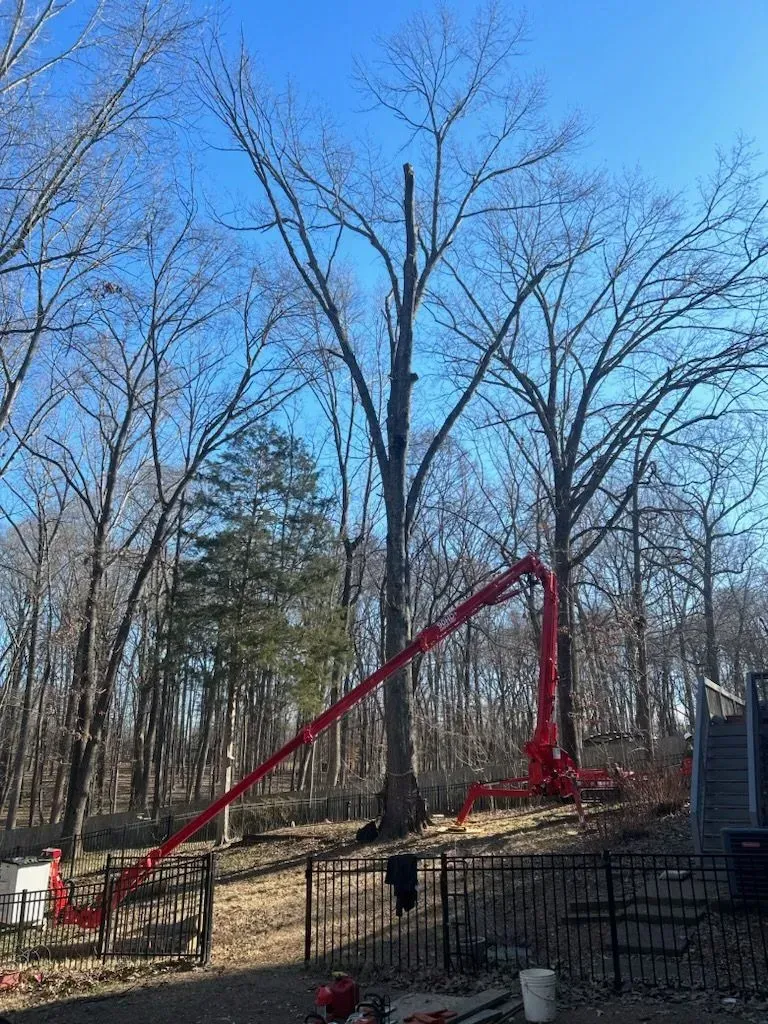 Tree being trimmed by a red lift truck on a sunny day.