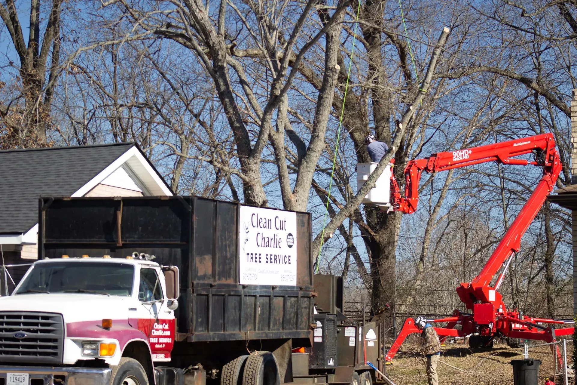 Tree service truck with a boom lift trimming a tall tree. Sunny day.