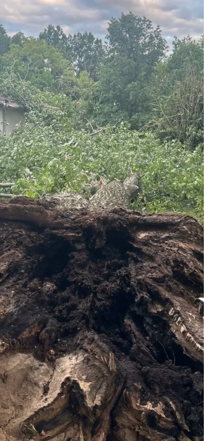 Close-up of a decaying tree trunk in a natural setting, with a backdrop of green foliage and a cloudy sky.