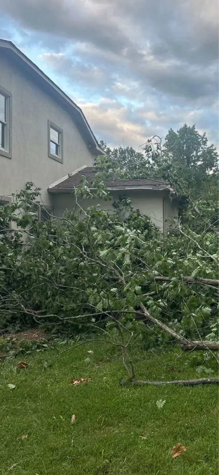 Tree branches covering a house. Green grass and cloudy sky in the background.