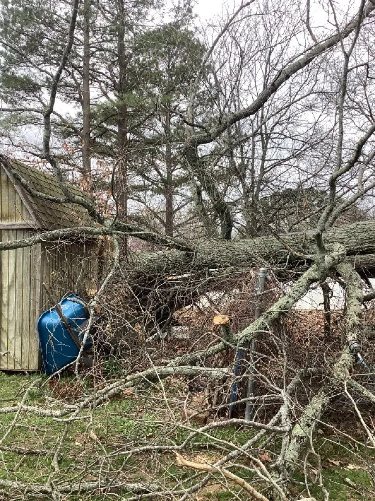 Fallen tree branches over a wooden shed and a blue tarp in a grassy yard.