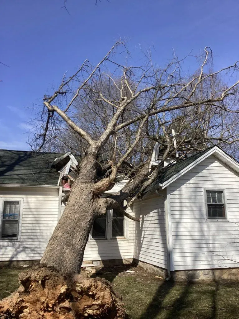 Fallen tree on a white house with a damaged roof and a clear blue sky.