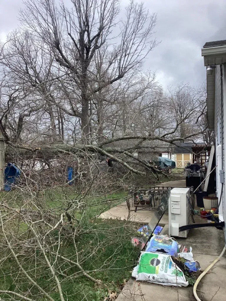 Overcast day with a large tree branch down in a backyard. Objects and a house are visible.