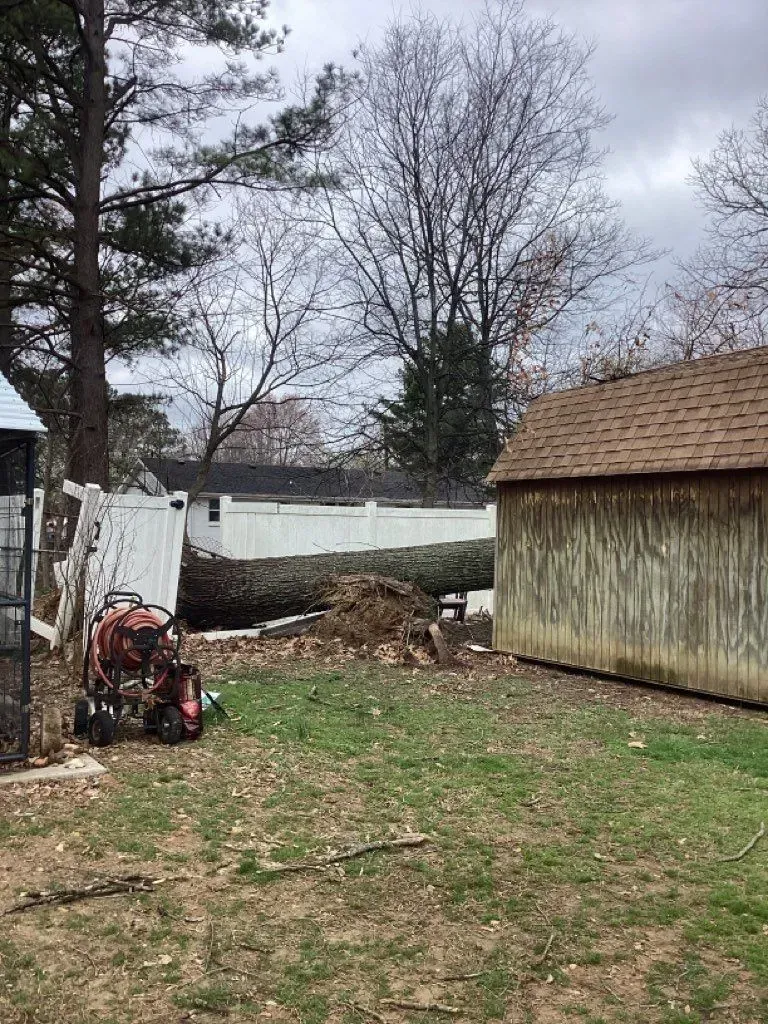 Backyard with a lawn, a shed, and yard equipment; a pile of leaves is in the center.