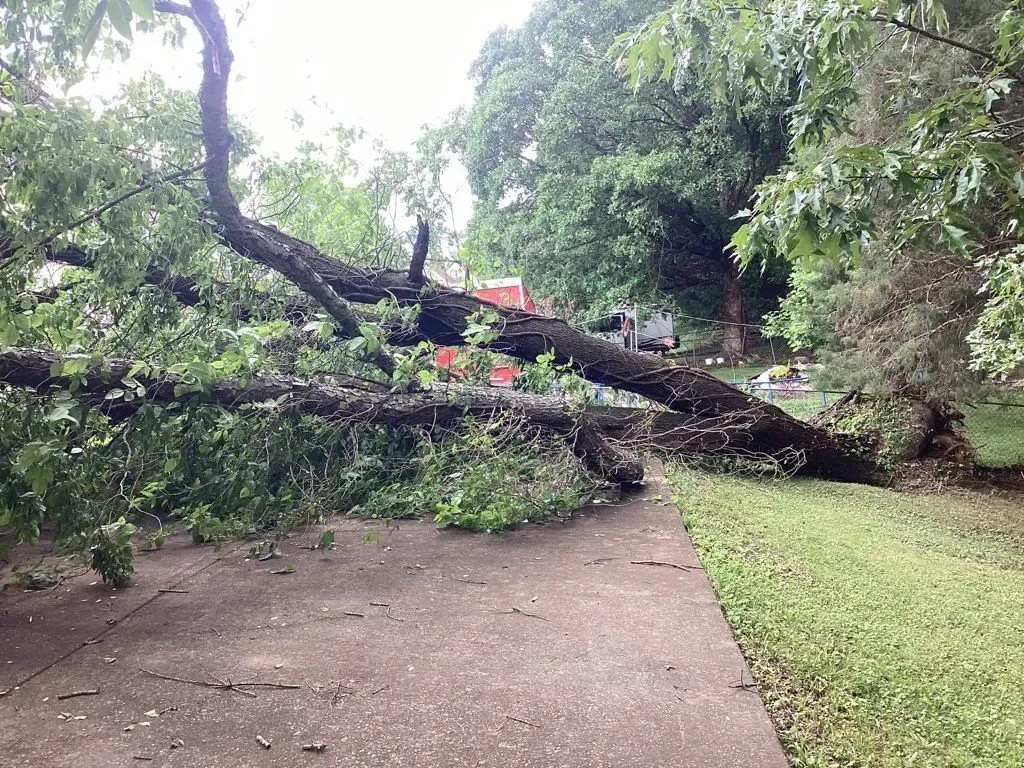 Fallen tree blocking a driveway. Green leaves, brown trunk, gray pavement, green grass, overcast day.