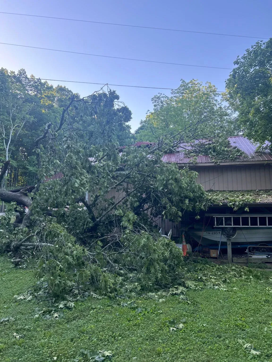 Fallen tree on a building's roof with green leaves and a purple roof in a grassy outdoor setting.