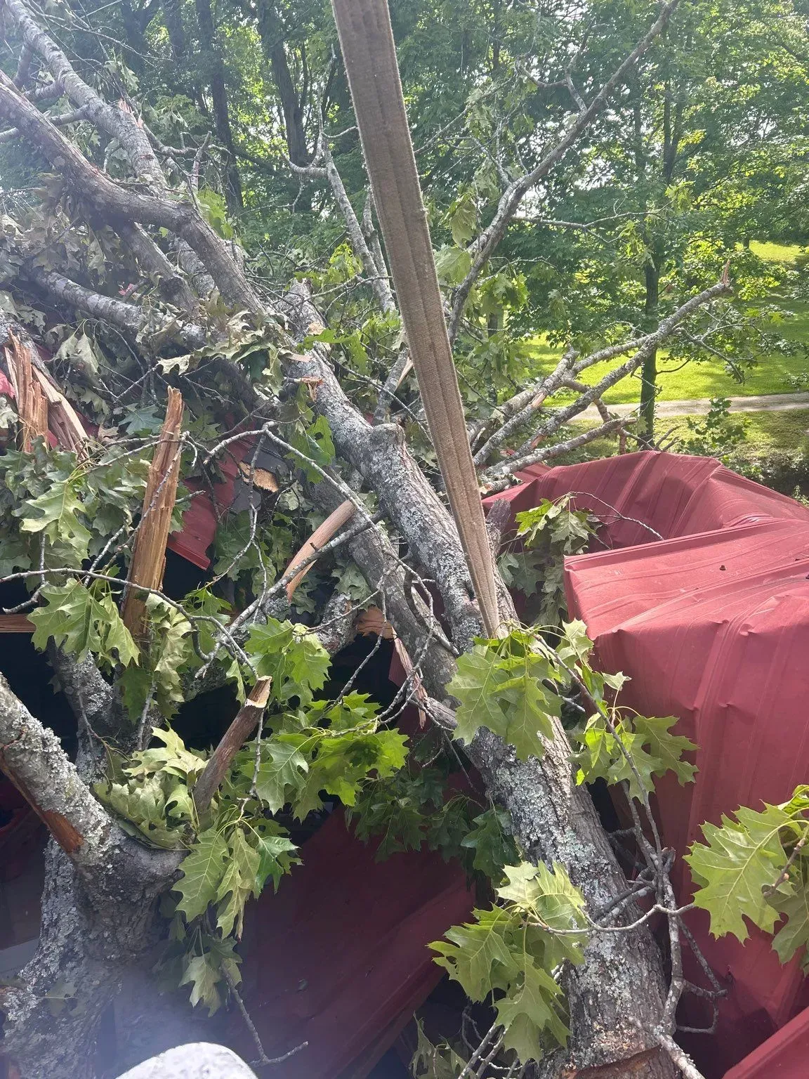 Fallen tree branches and green leaves rest on a red roof in a wooded area.