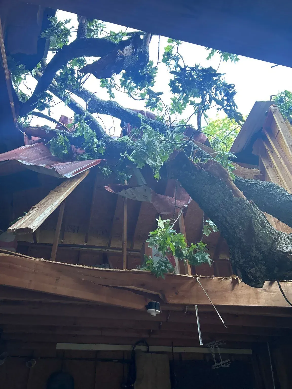 Tree branch fallen on a damaged wooden roof, viewed from below.