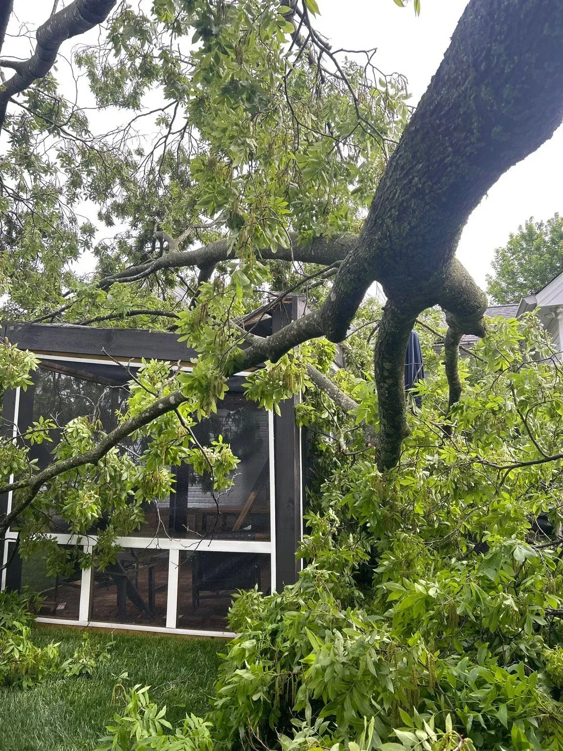 Tree branch fallen onto a screened porch; debris and green foliage surround it.