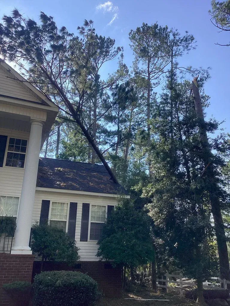 Tall tree leaning against a white house; damage to the roof. Blue sky.