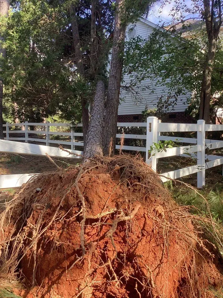 Tree uprooted, exposing roots with reddish soil, in front of a white fence and house.