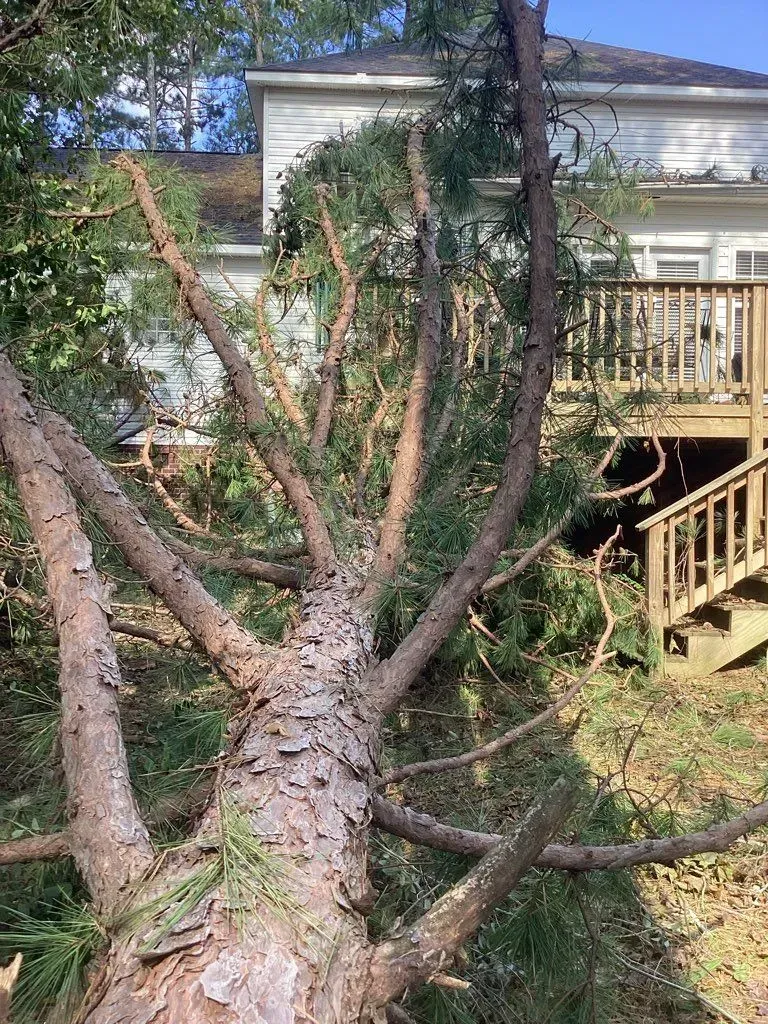 Fallen tree with cut branches lying in front of a white house with a wooden deck.