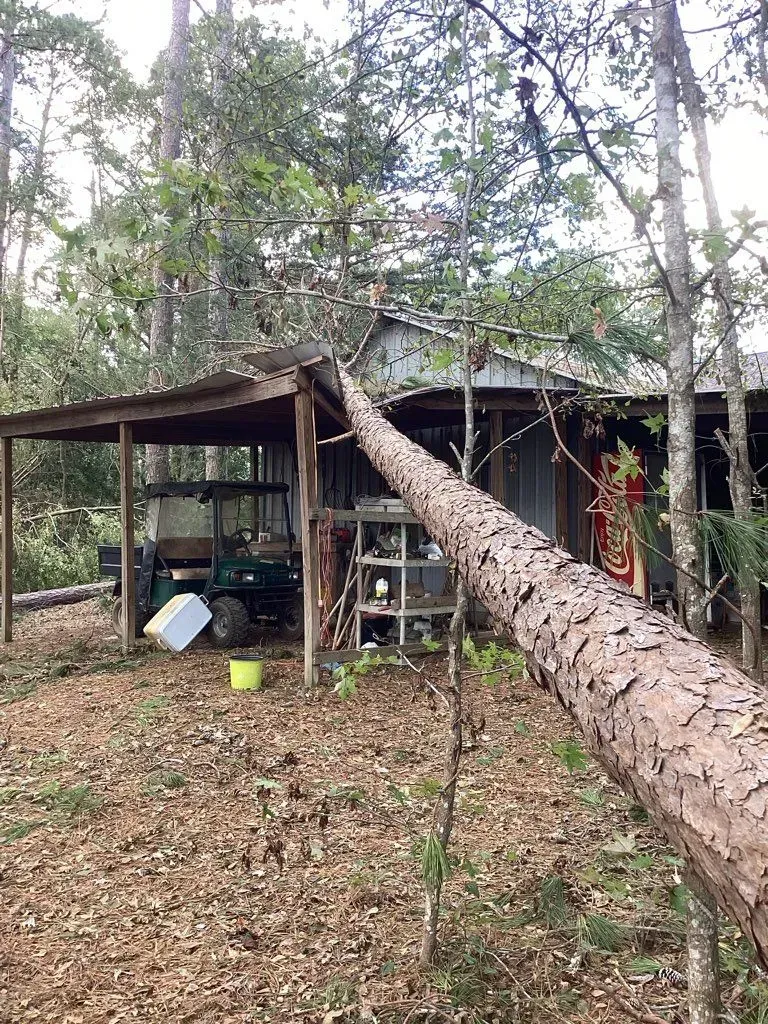 A fallen tree rests on the roof of a weathered shed in a wooded area.