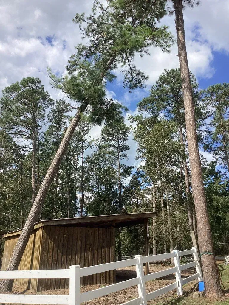 Tall pine tree leaning over a wooden shed behind a white fence, blue sky with clouds.