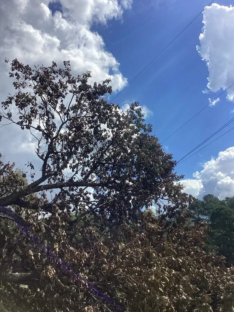 Brown-leaved tree against a partly cloudy, bright blue sky with power lines visible.