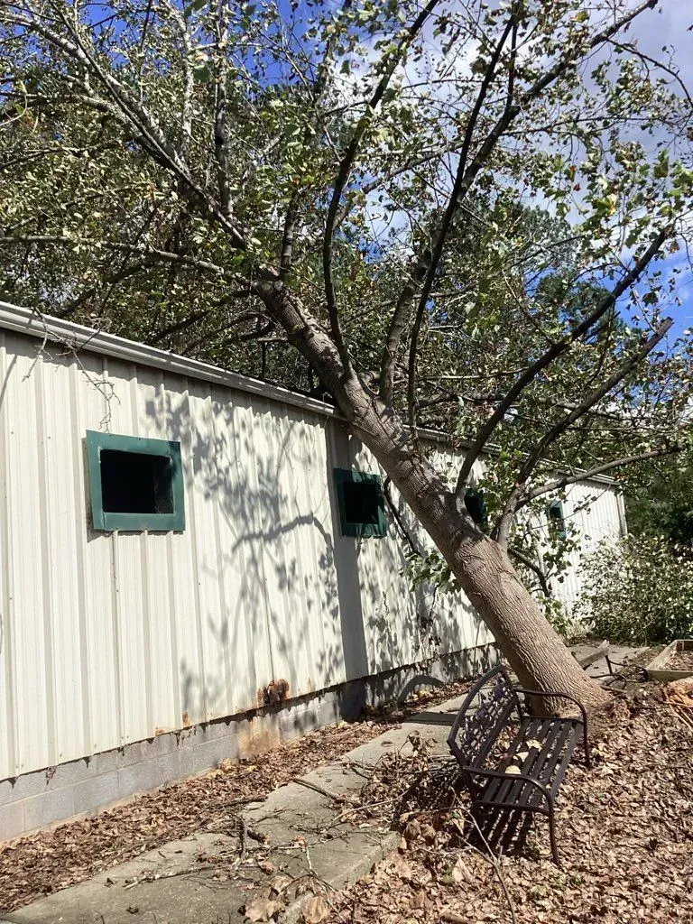 Tree leaning against a white building with green-trimmed windows. A bench sits beneath the tree's branches.
