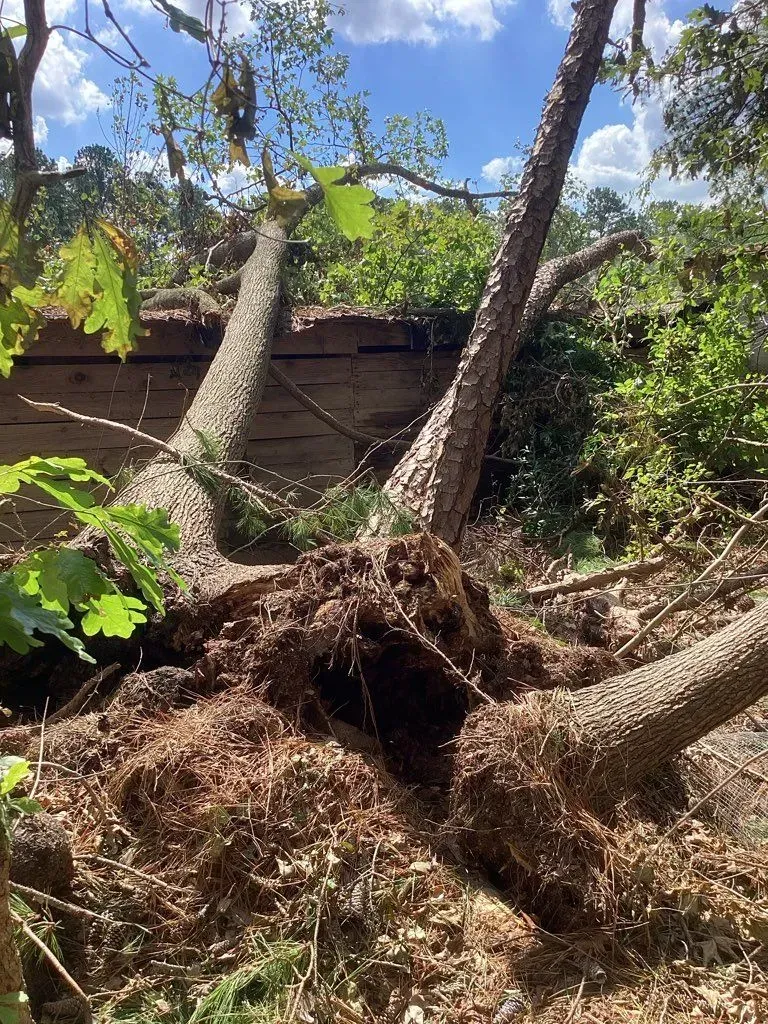 Uprooted tree with exposed roots lies against a brick structure, under a partly cloudy sky.