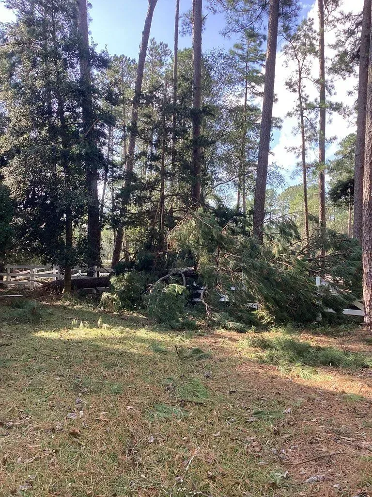 Trees and debris scattered in a grassy area, with tall pine trees in the background under a blue sky.