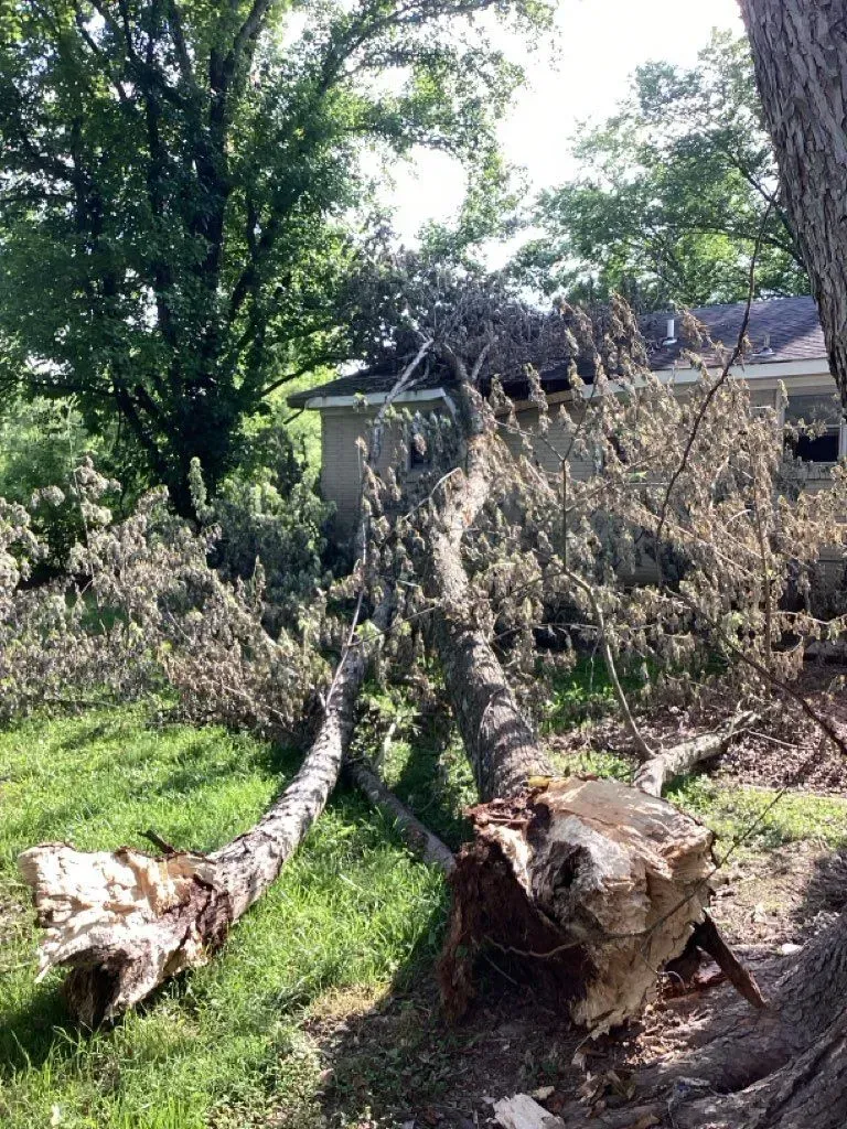 Fallen tree trunks on a green lawn, near a house. Branches and leaves visible, sunny outdoors.