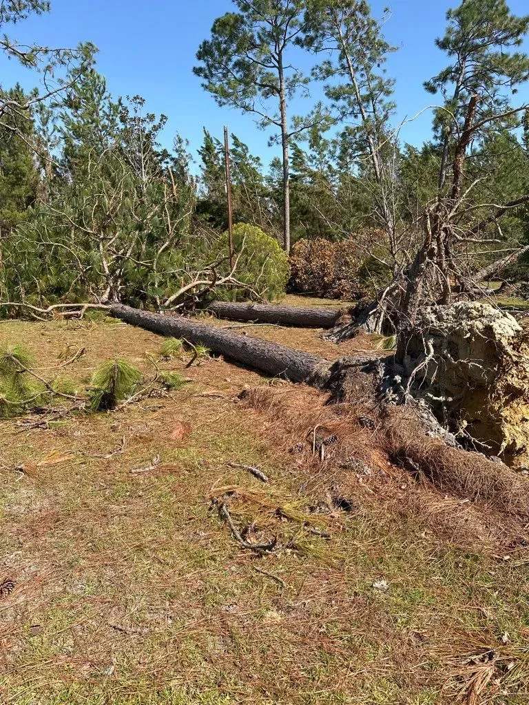 Fallen trees on a grassy forest floor under a bright blue sky.