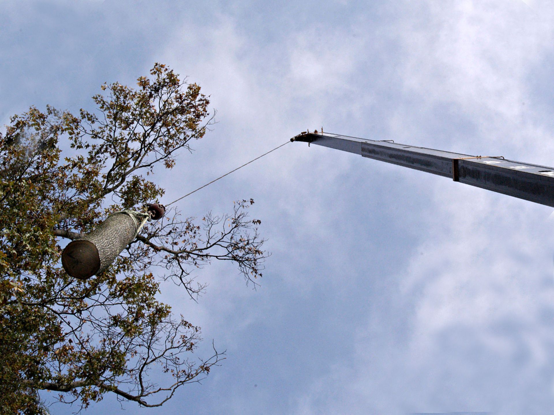 Crane lifting a large cylindrical object, possibly a log, near a tree. Cloudy sky backdrop.