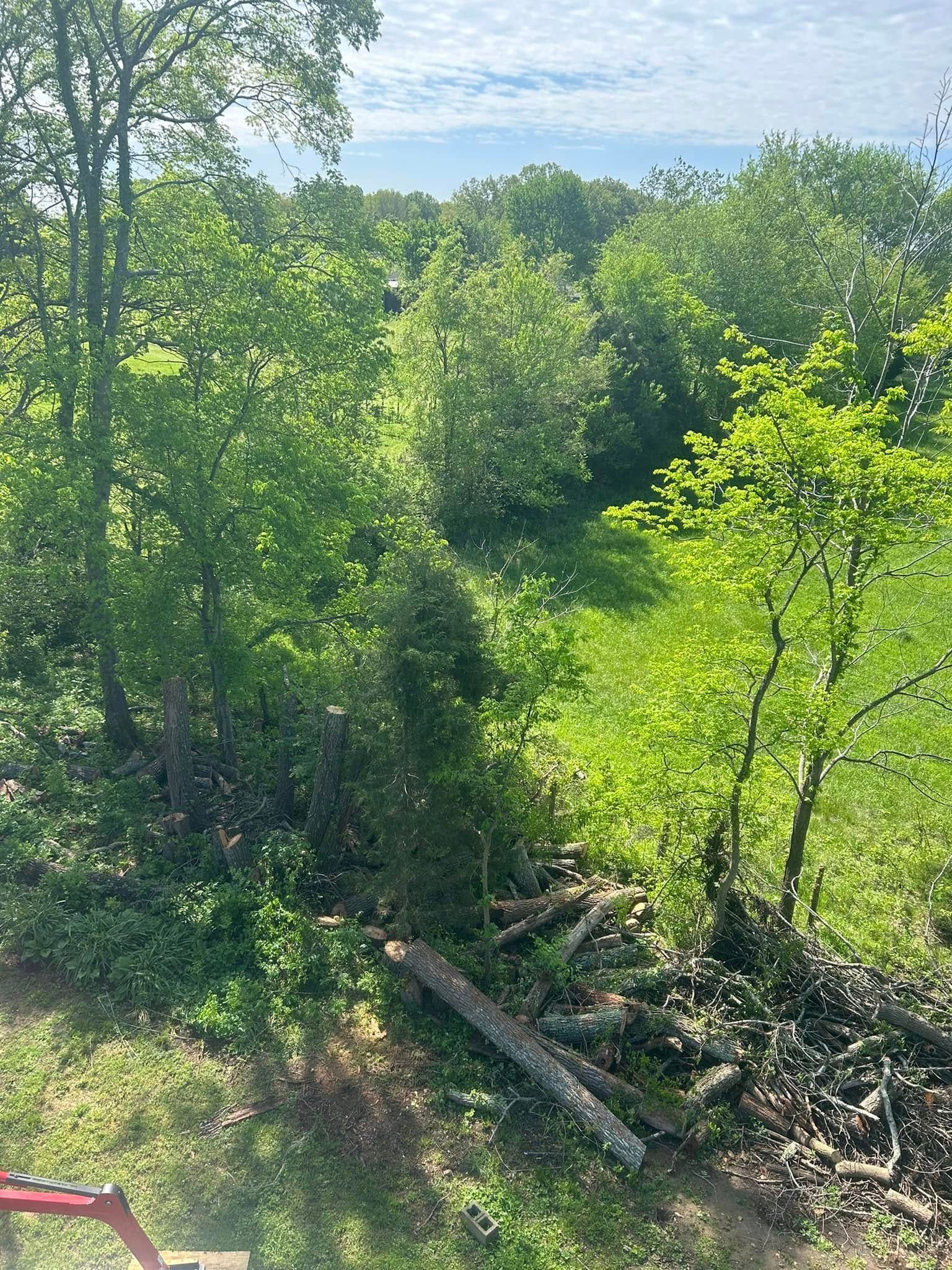 Lush green trees and foliage with a pile of cut logs on the ground in a bright outdoor setting.