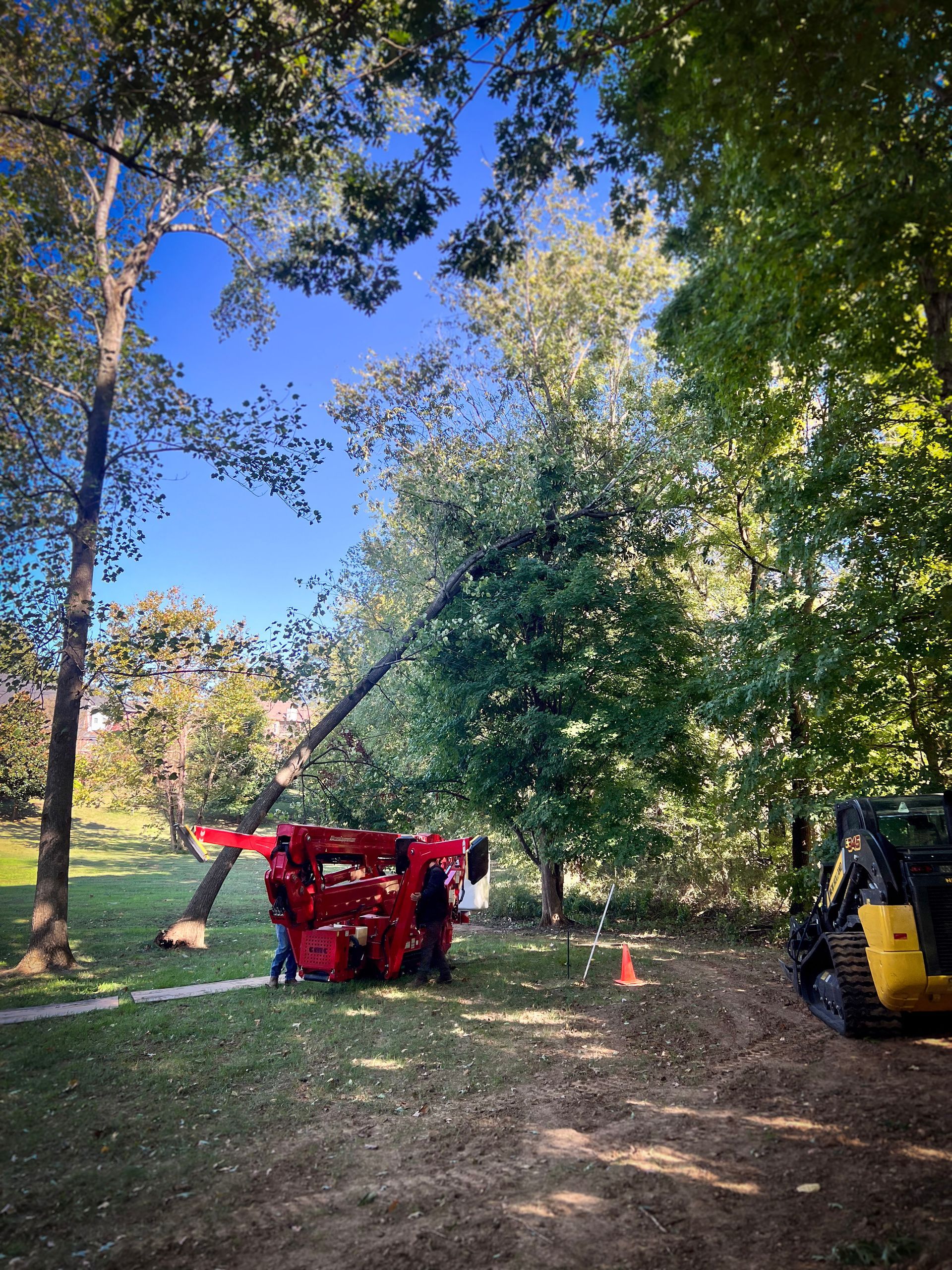 Tree being cut by machinery in a park with blue sky and green trees.