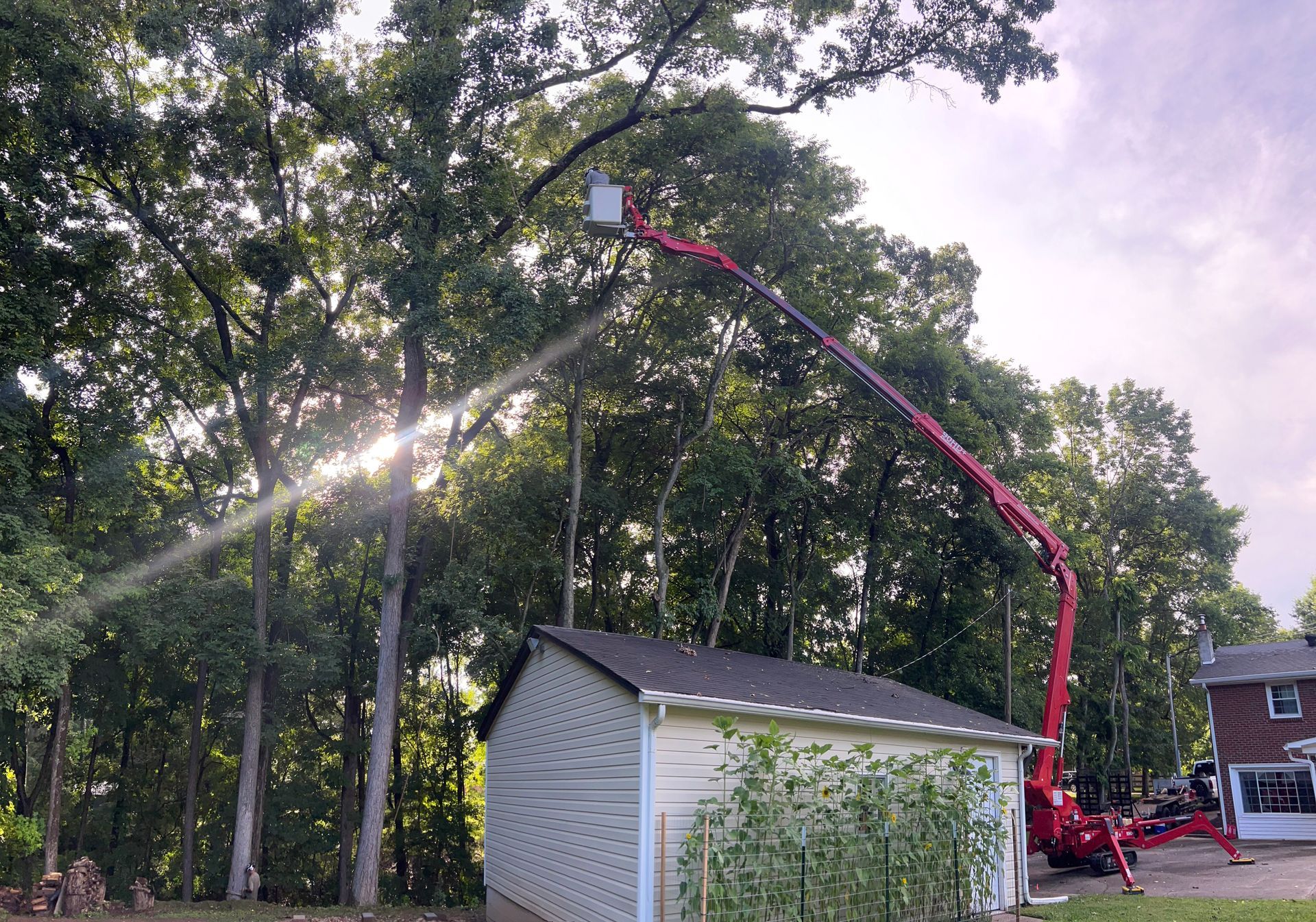 A cherry picker trimming a tree, sun shining through leaves, over a shed.
