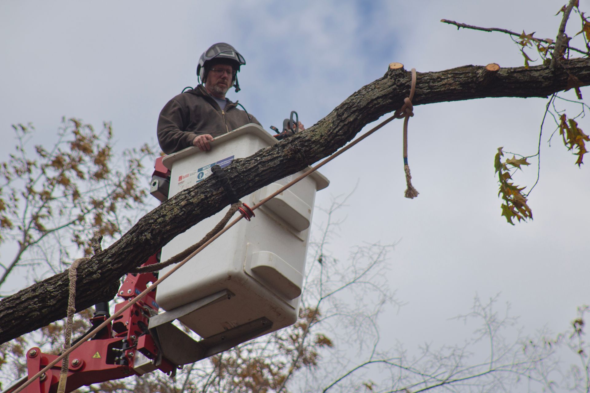 Arborist in bucket truck trimming tree branch with a saw, overcast sky.