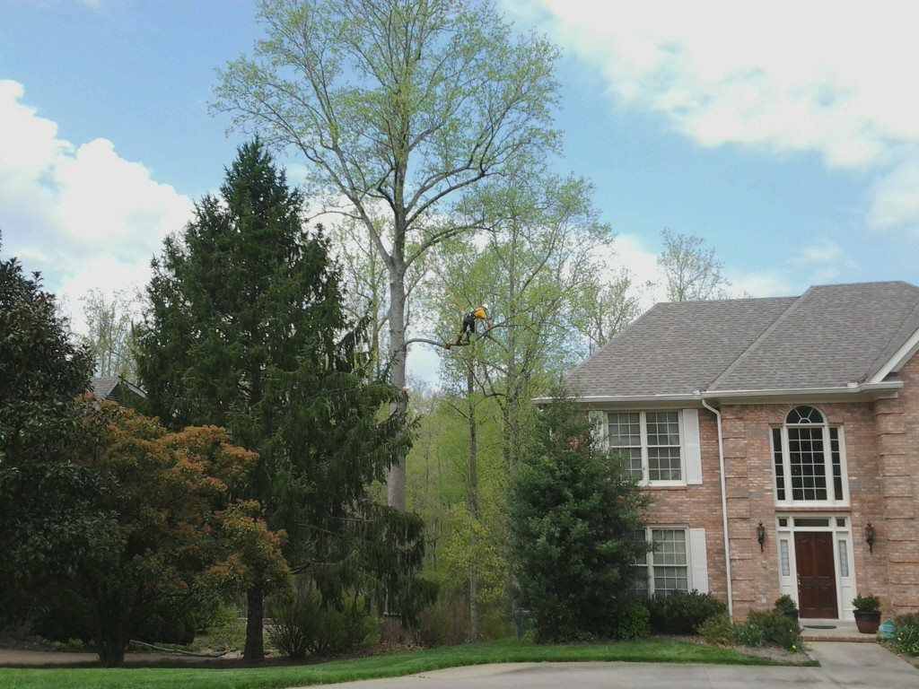 Tree service worker trimming a tall tree next to a brick house. Blue sky with clouds.