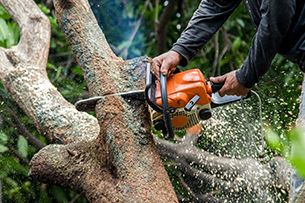 Tree trimming