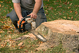 Tree removal